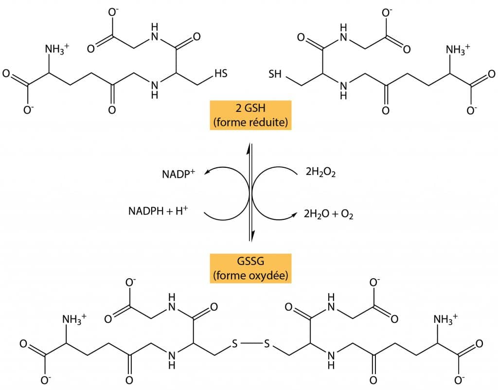 POURQUOI CONSOMMER DU GLUTATHION ?